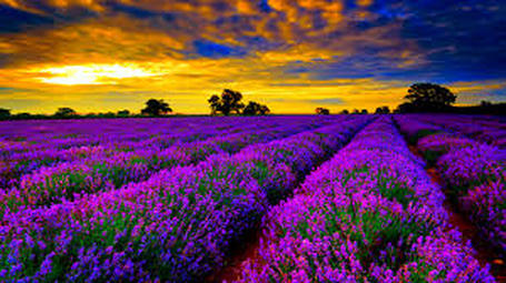 doterra essential oil lavender field